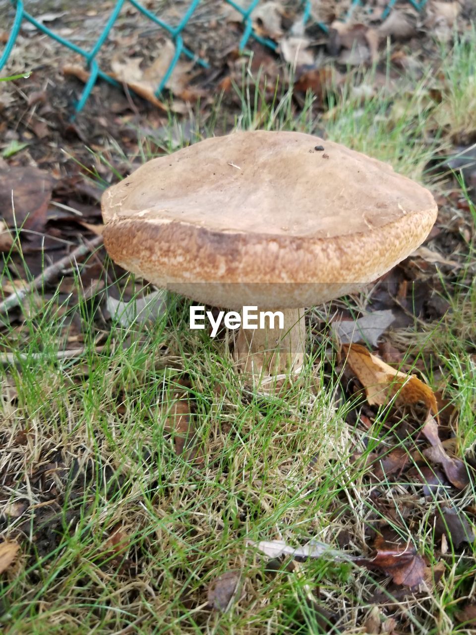 CLOSE-UP OF MUSHROOMS ON FIELD