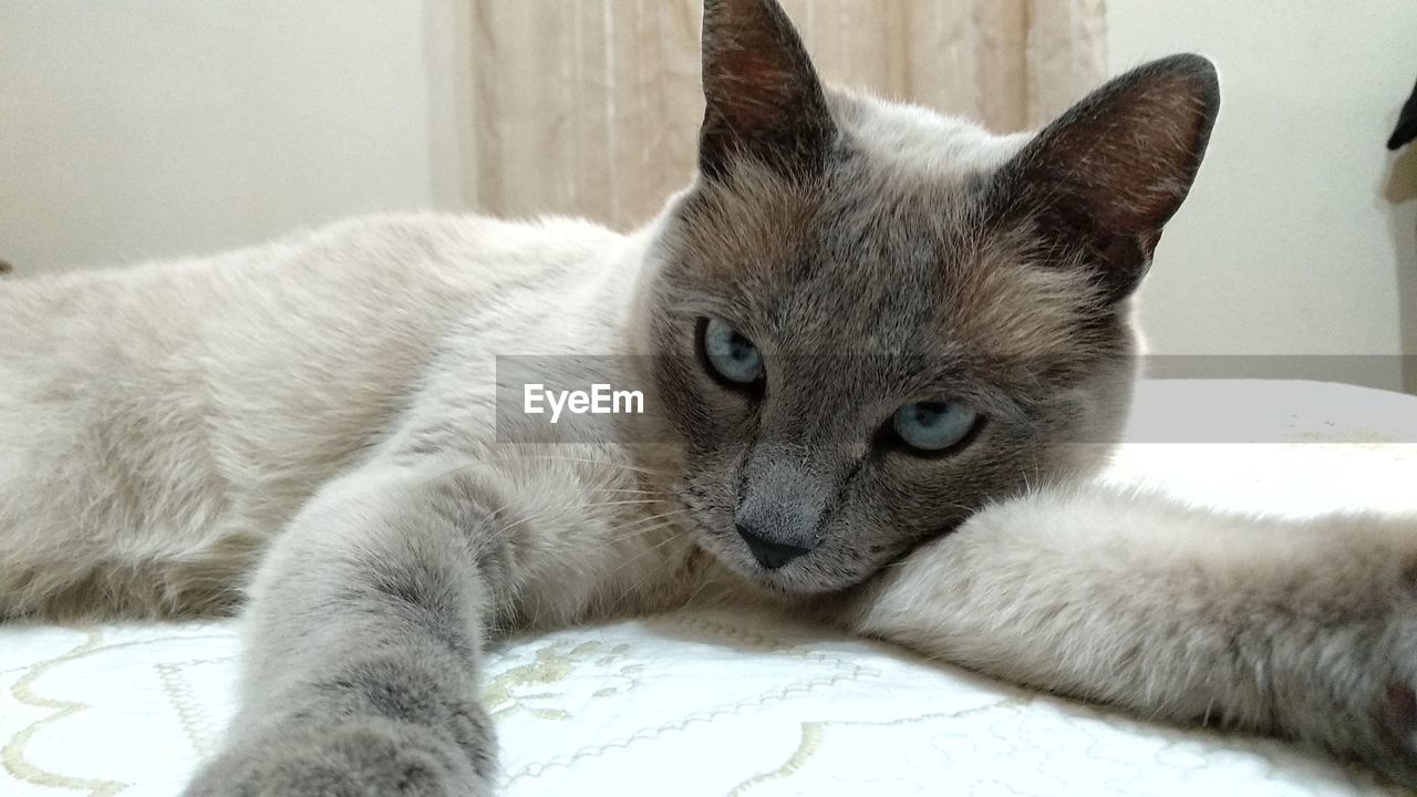 Close-up portrait of cat lying on bed