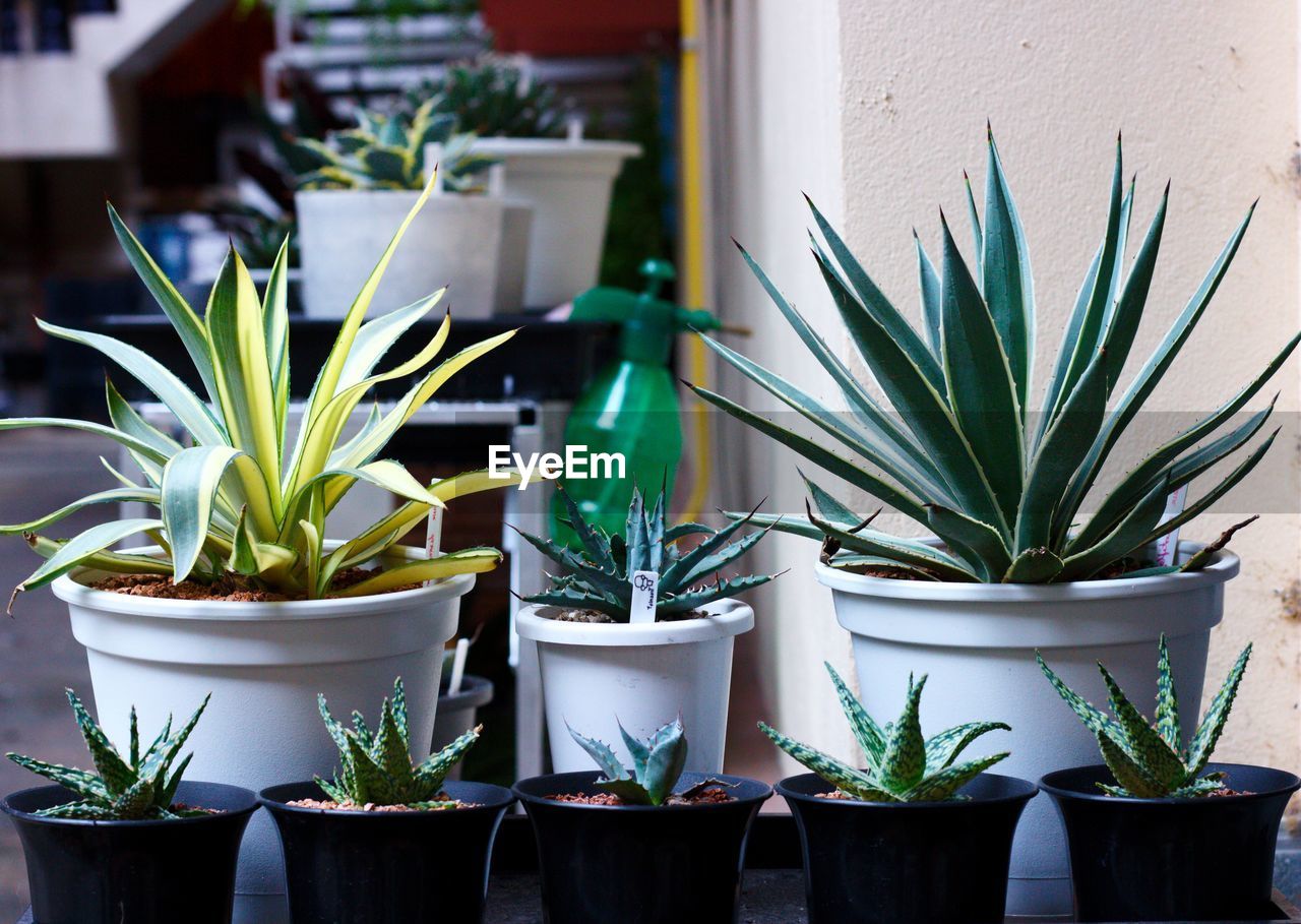 Various types of aloe vera are both large and small are in its pots. it's really beautiful.