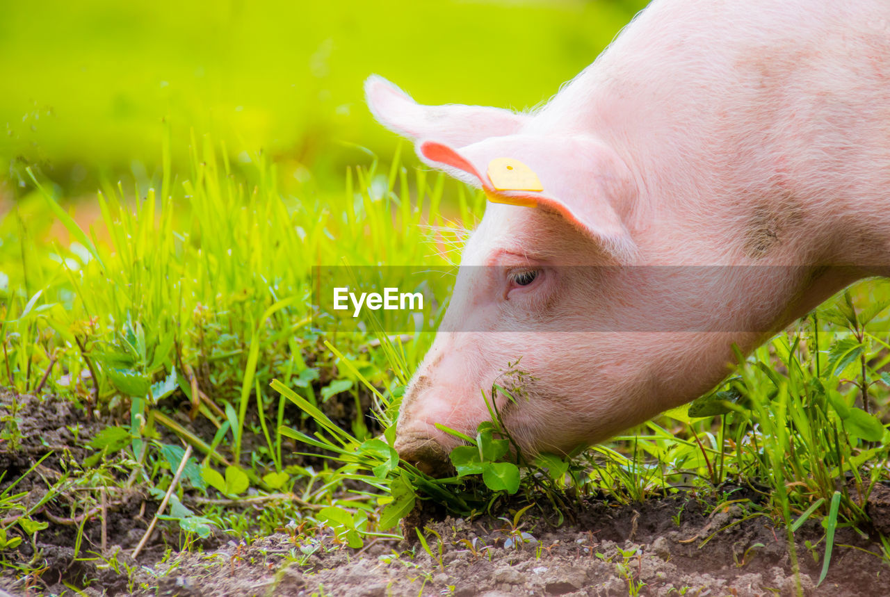 Close-up of pig grazing on grassy field