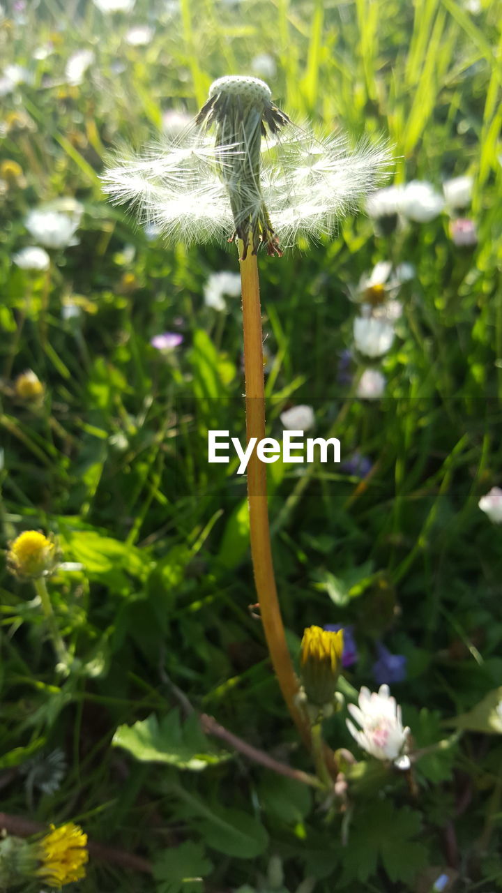 CLOSE-UP OF FLOWER PLANT