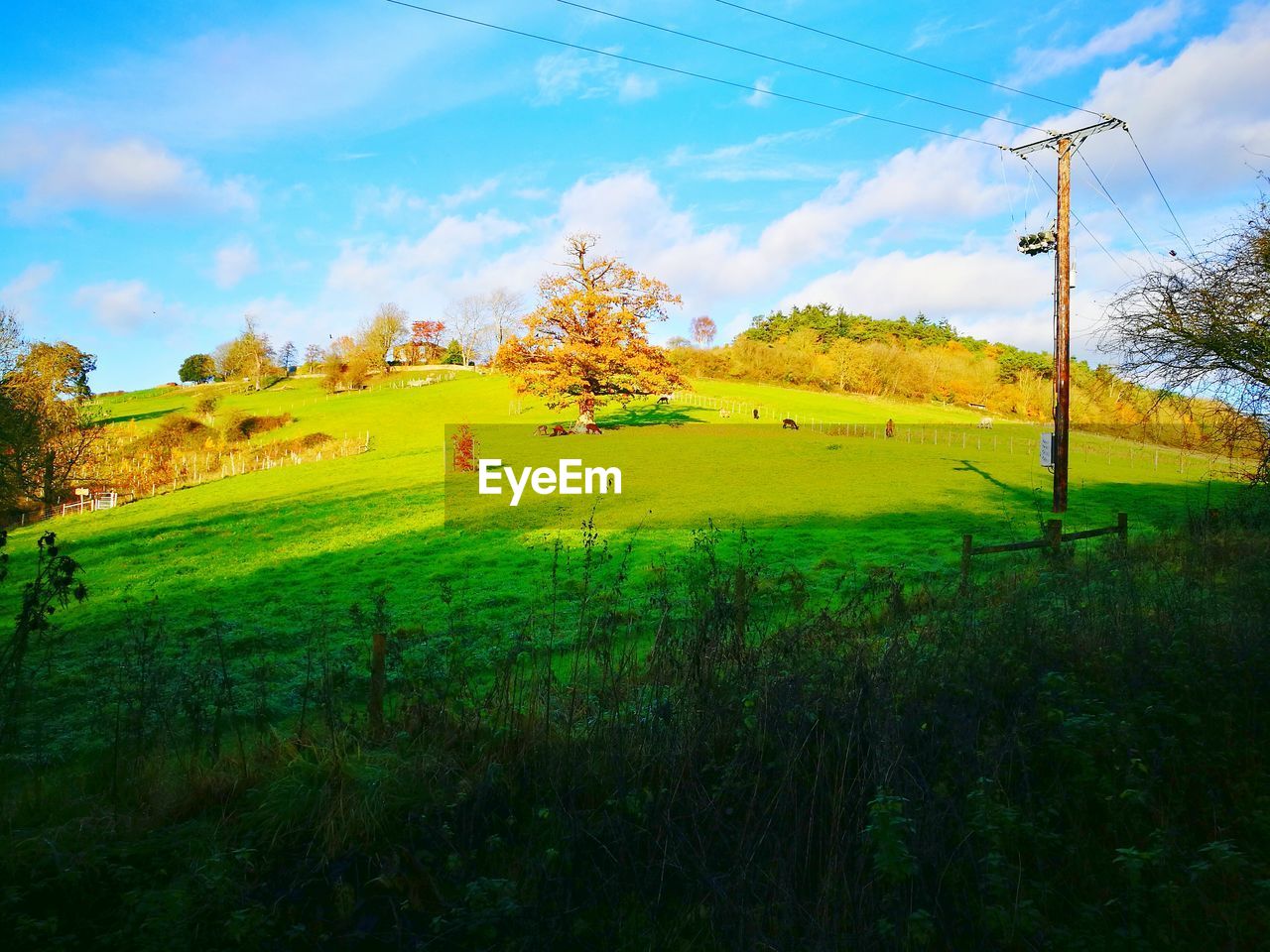 SCENIC VIEW OF GREEN FIELD AGAINST SKY