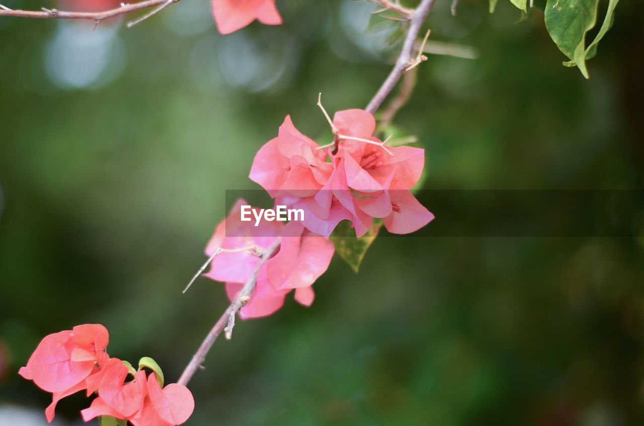 Close-up of pink flowering plant