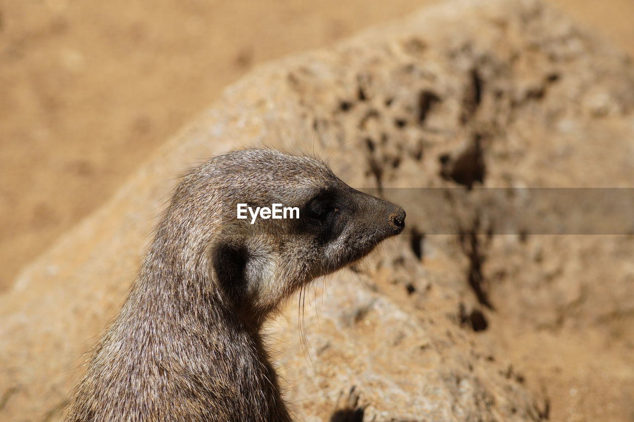 Close-up of meerkat against rock