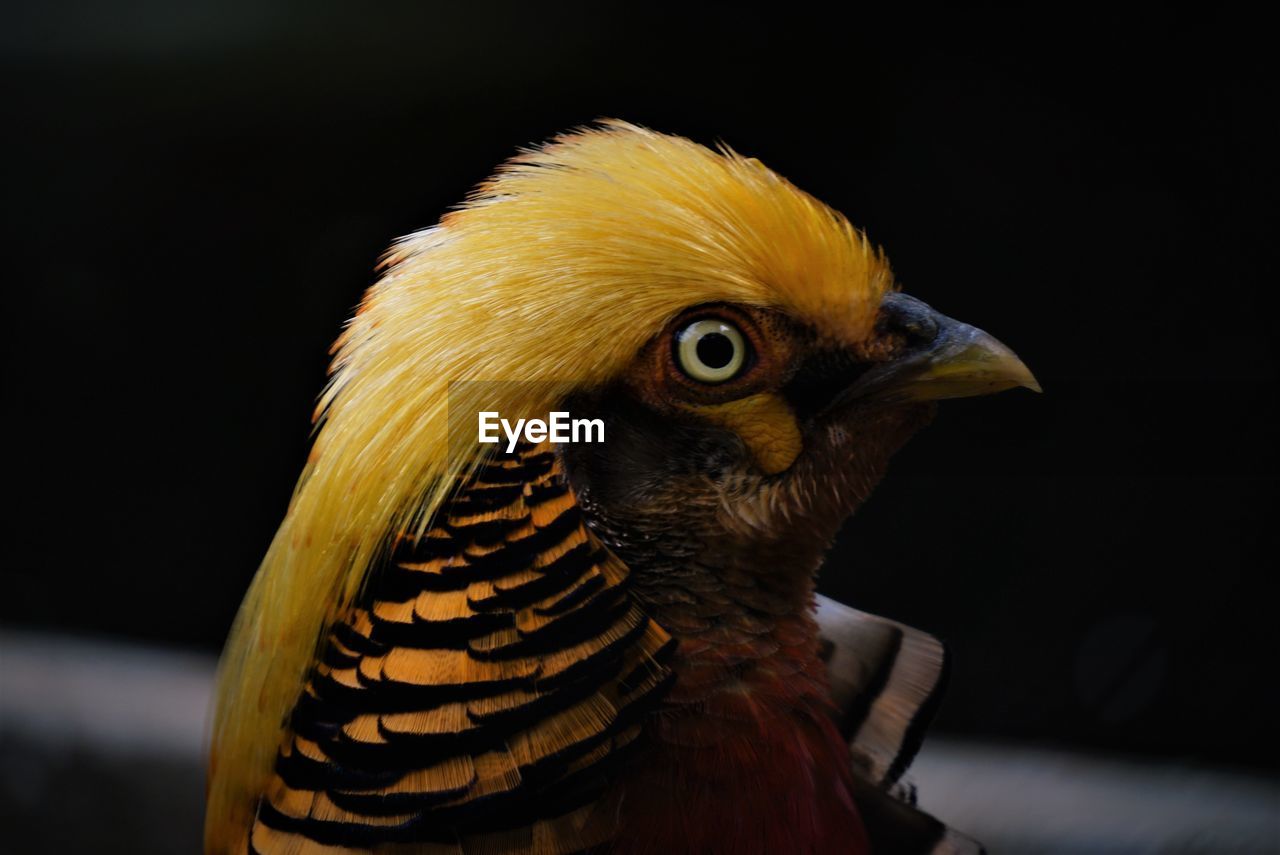 Close-up of a bird' s eye