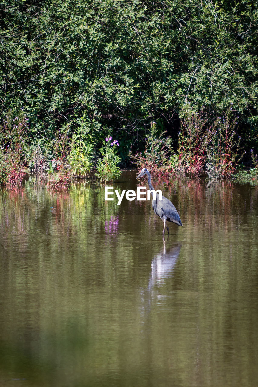 BIRDS IN LAKE