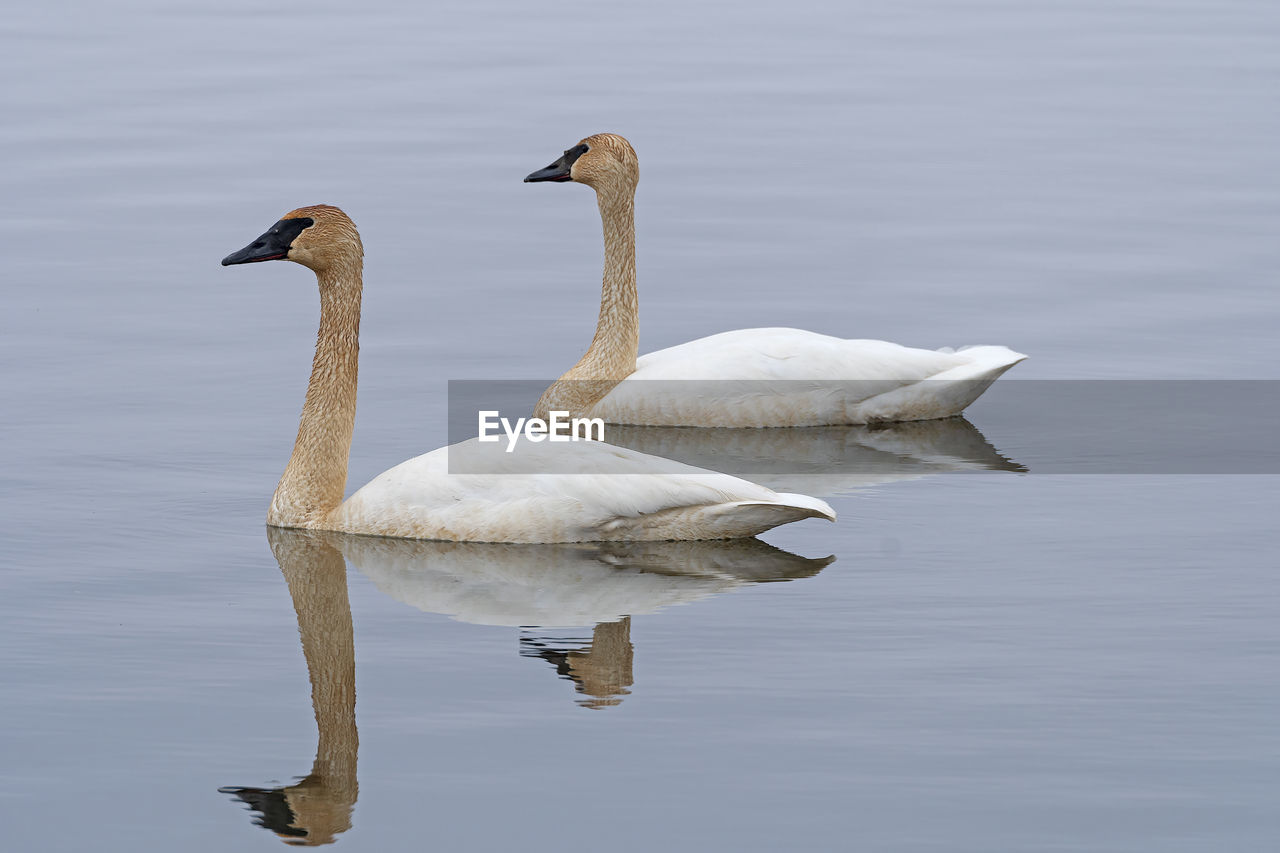 animal themes, animal wildlife, wildlife, animal, bird, water, swan, beak, lake, ducks, geese and swans, water bird, no people, reflection, group of animals, nature, wing, goose, day, waterfront, swimming, beauty in nature, outdoors, two animals