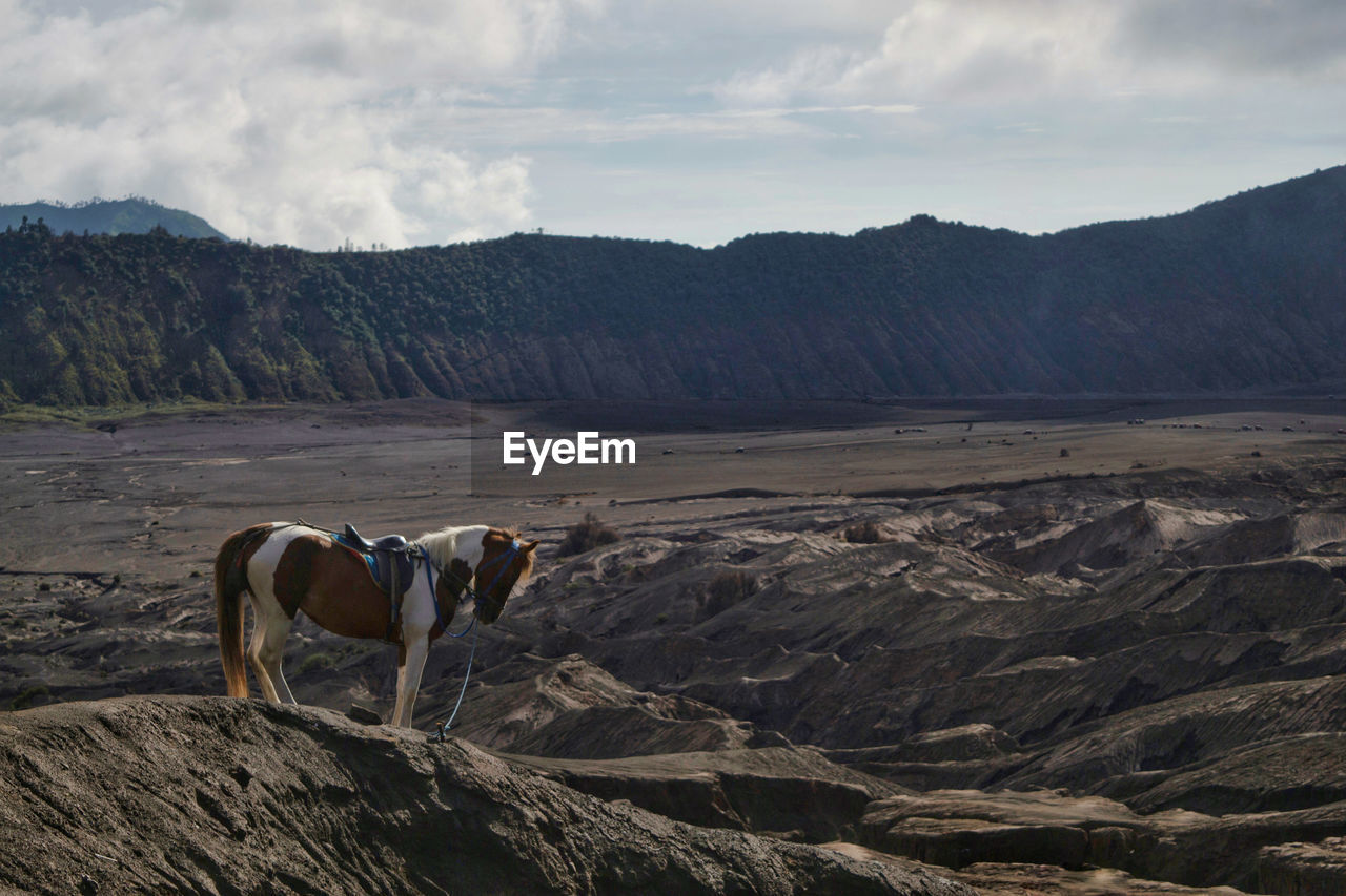 VIEW OF A HORSE ON LANDSCAPE