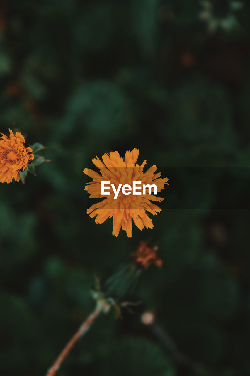 Close-up of orange flowering plant