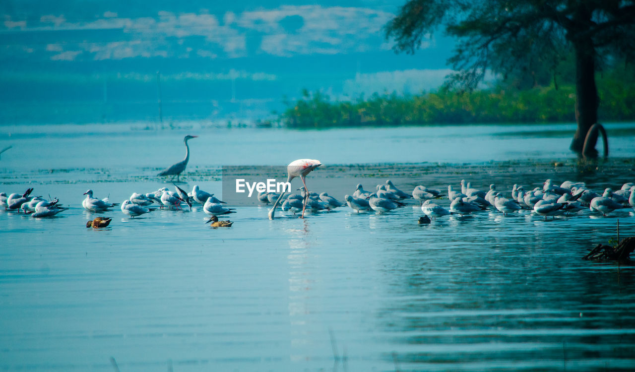 Flock of birds in lake, flamingo