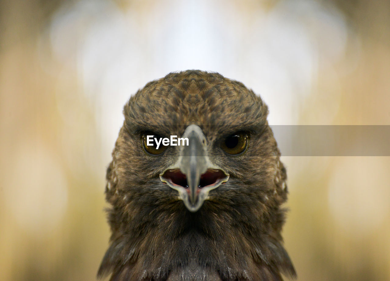 Close-up portrait of bird