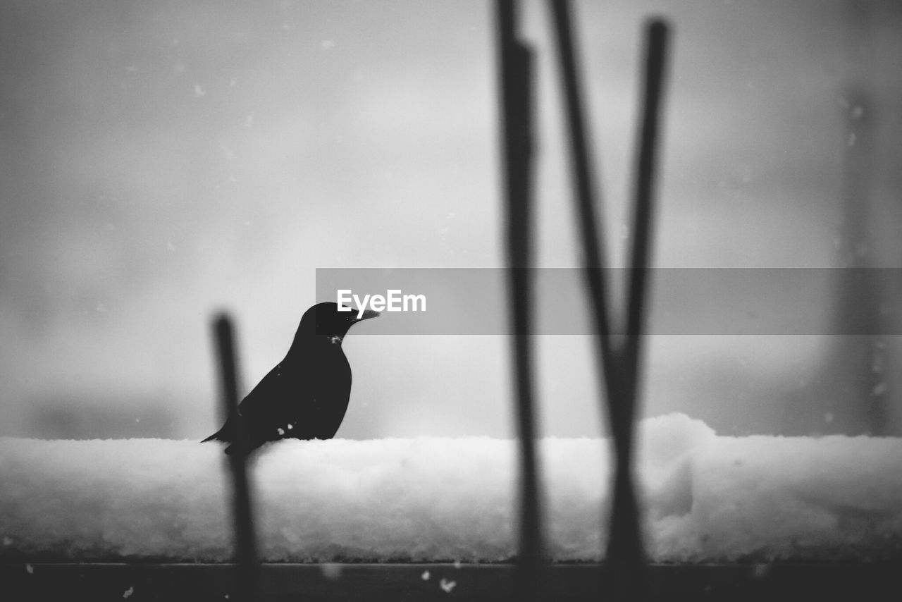 Bird on snow covered window sill