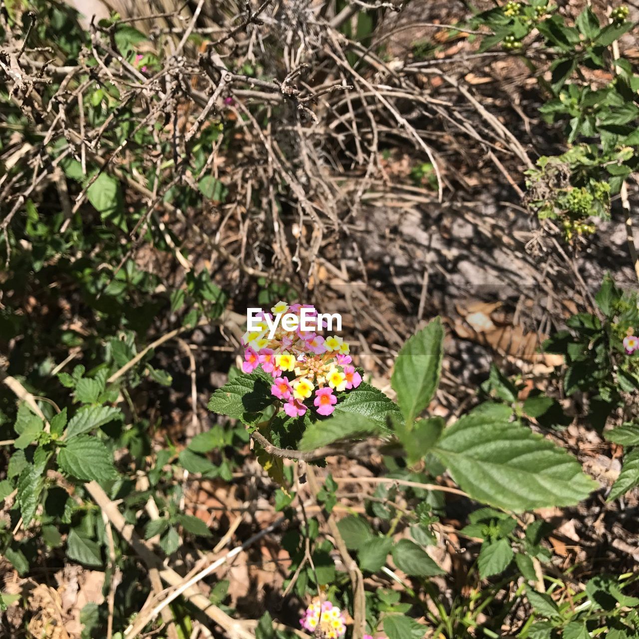 CLOSE-UP OF FLOWERS BLOOMING IN PLANT