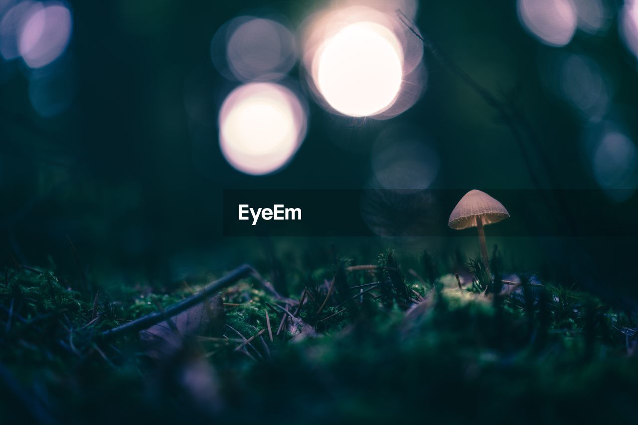 Close-up of mushroom growing in forest at night