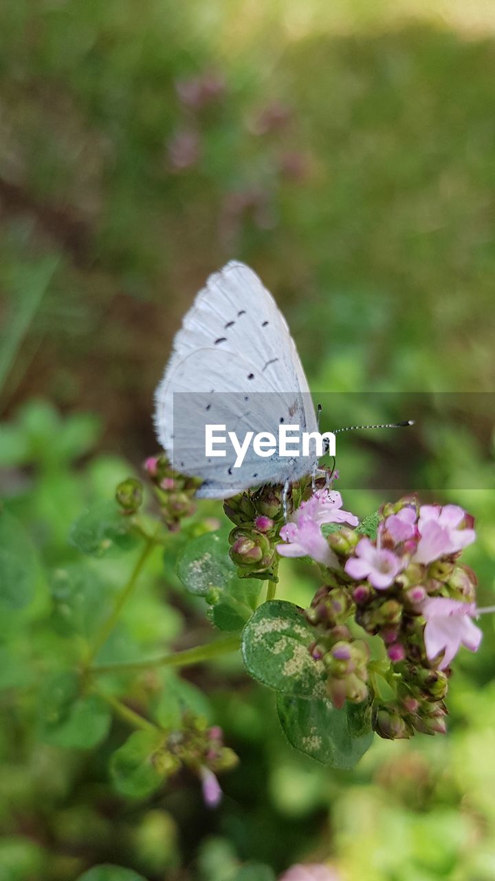 CLOSE-UP OF BUTTERFLY ON PURPLE FLOWERING PLANT