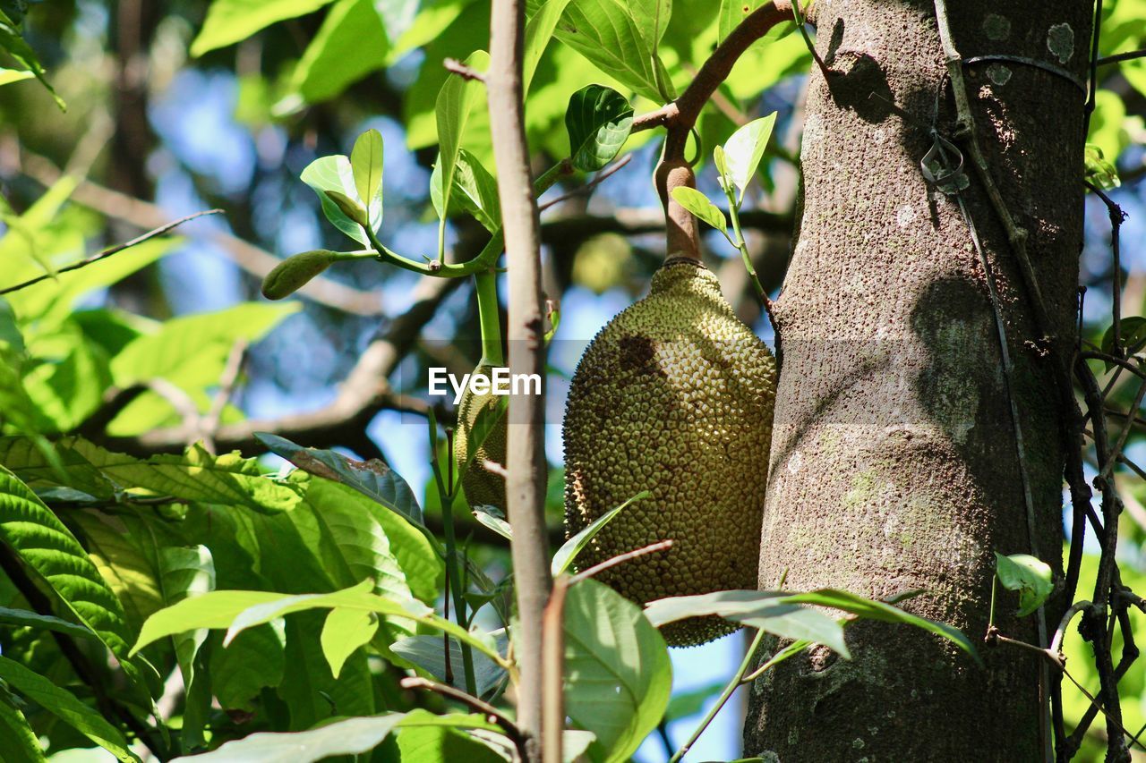 CLOSE-UP OF FRUIT ON TREE