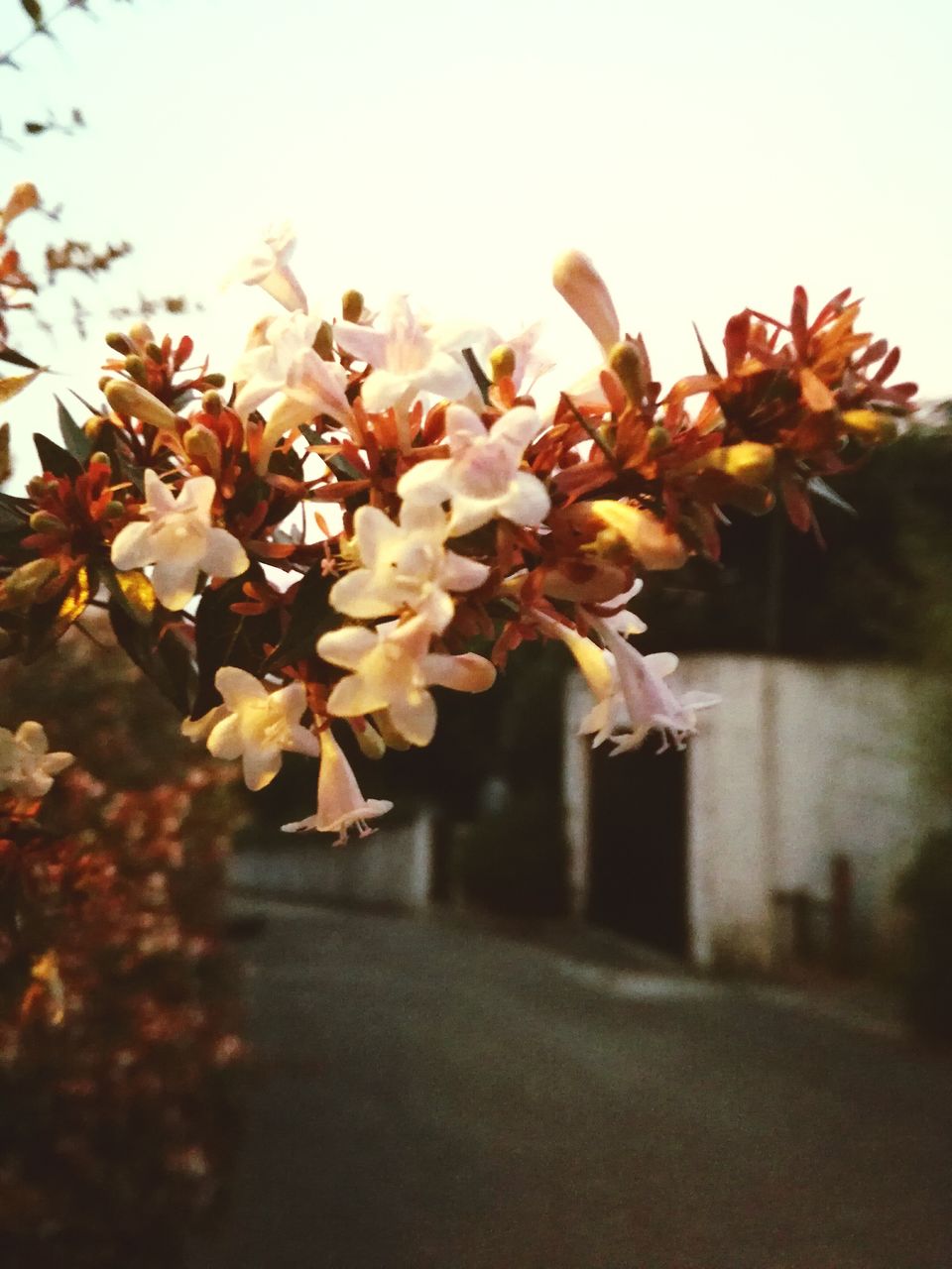 CLOSE-UP OF WHITE FLOWERS