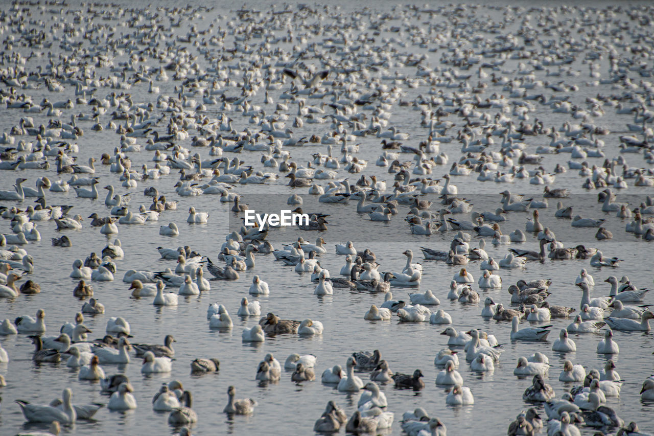 Flock of geese on  lake