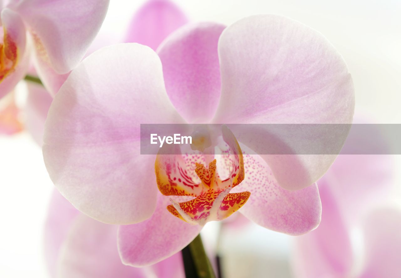 CLOSE-UP OF PURPLE ORCHIDS