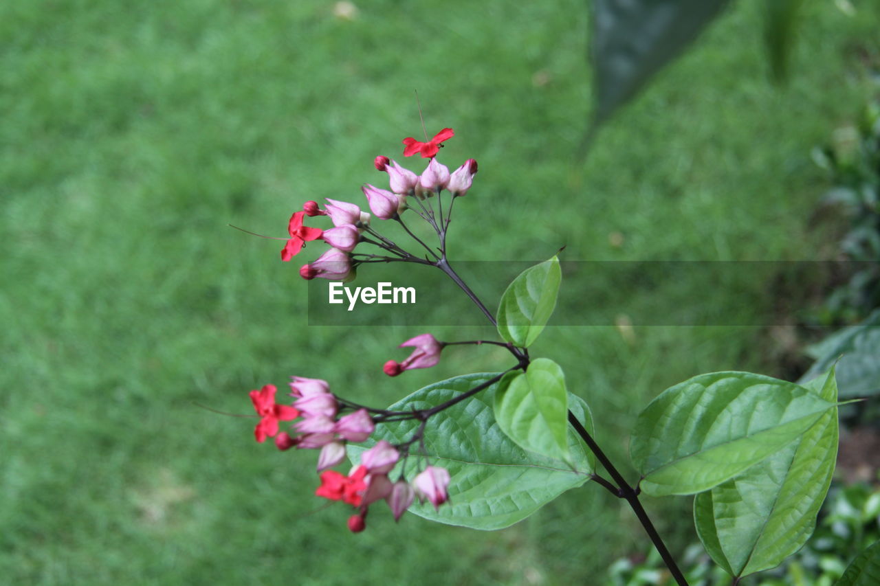 CLOSE-UP OF PINK FLOWERING PLANTS