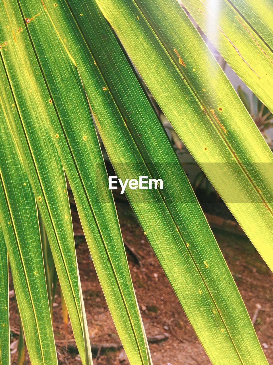 CLOSE-UP OF LEAF