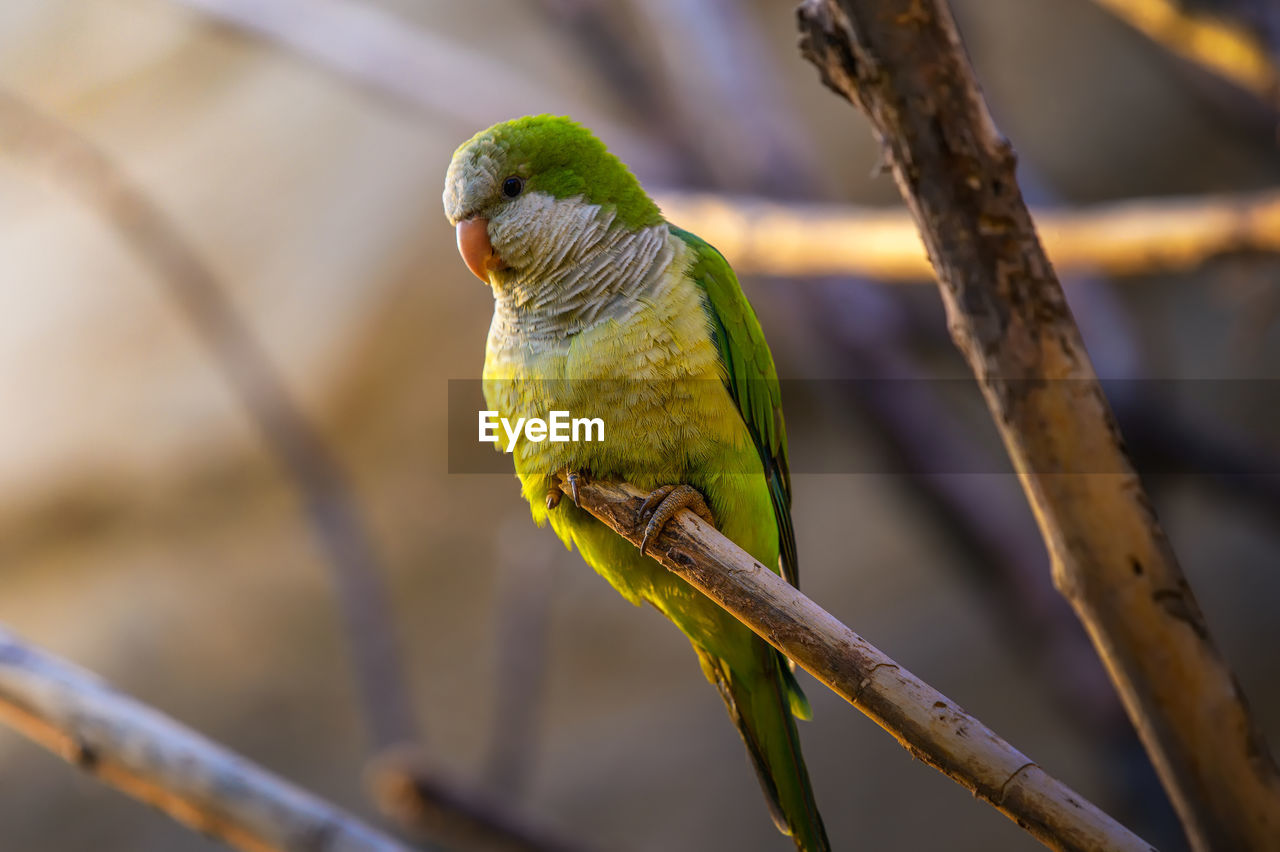 CLOSE-UP OF PARROT PERCHING ON TREE