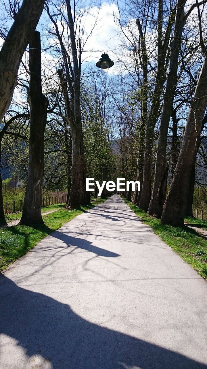 Trees along road in forest