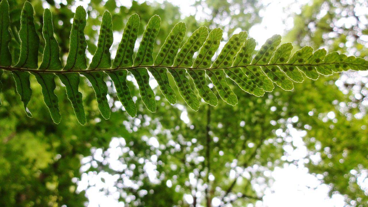 CLOSE-UP OF GREEN LEAVES ON TREE