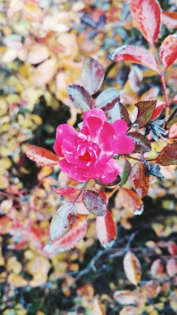 CLOSE-UP OF PINK FLOWERS