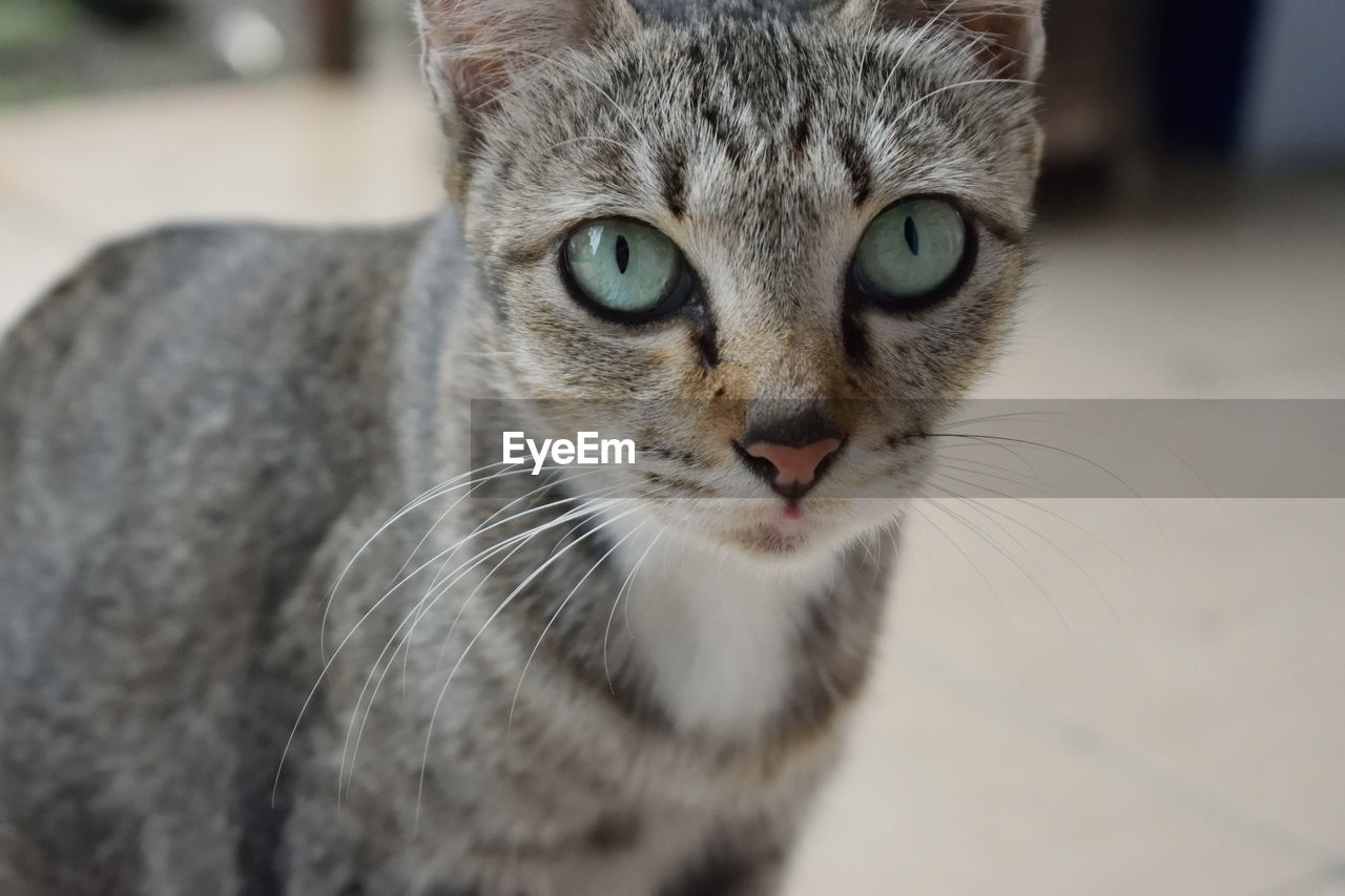 Close-up portrait of kitten standing at home