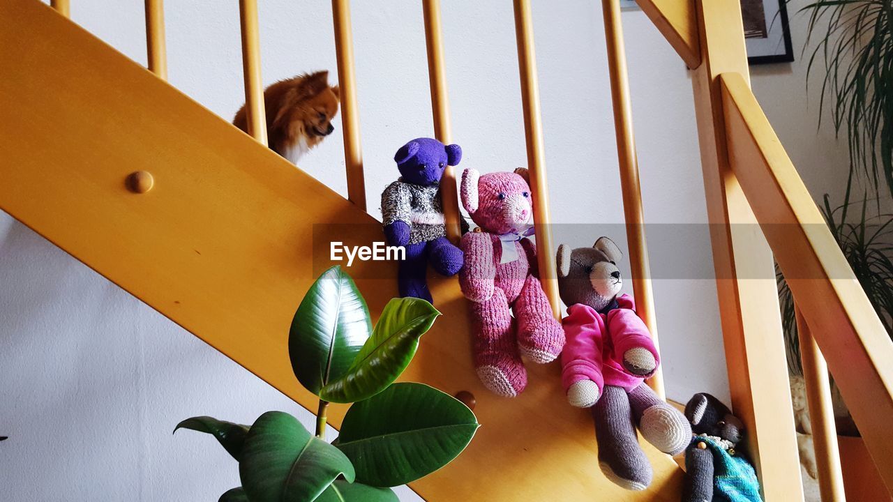 VIEW OF MULTI COLORED CAT FLOWERS IN TRADITIONAL BUILDING