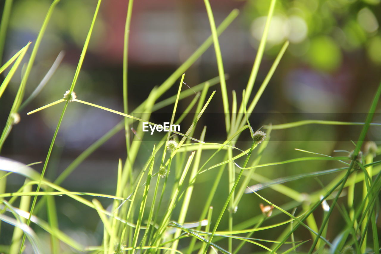 grass, plant, green, nature, growth, no people, close-up, meadow, flower, beauty in nature, lawn, land, macro photography, focus on foreground, outdoors, field, plant stem, day, leaf, plant part, environment, food, freshness, selective focus, blade of grass, food and drink, agriculture, social issues, landscape, water, animal themes, animal