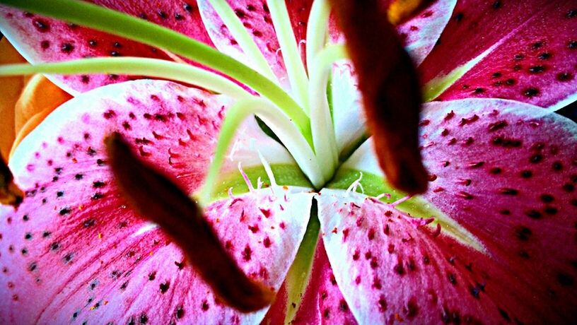 CLOSE-UP OF PINK FLOWERS