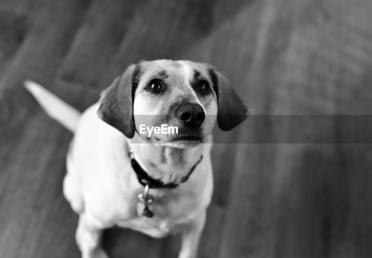 High angle portrait of dog looking at camera