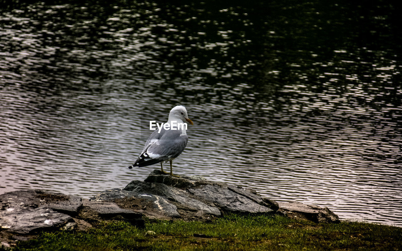 BIRD PERCHING BY LAKE