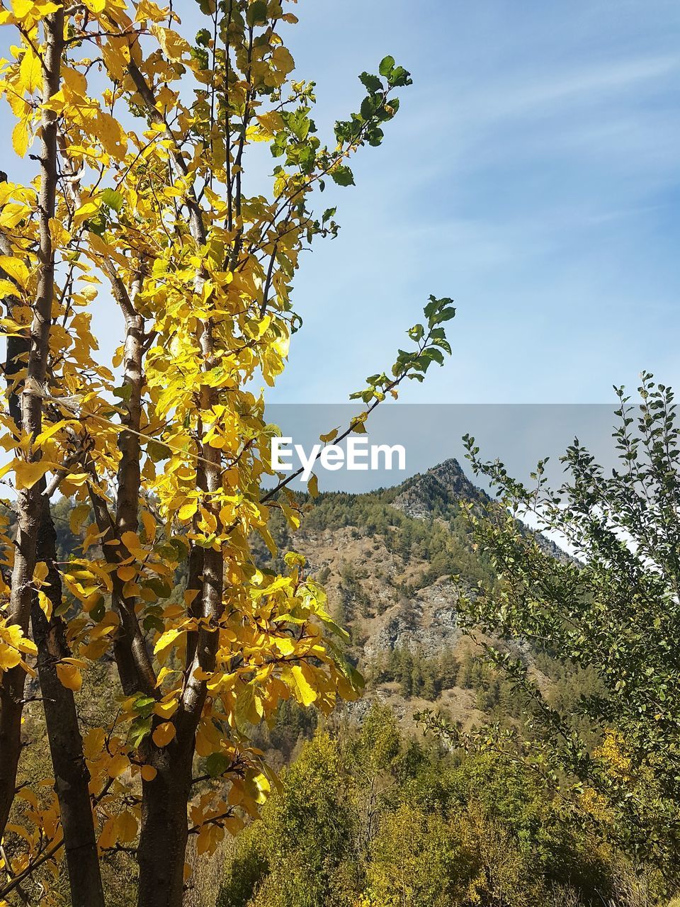 LOW ANGLE VIEW OF TREE AGAINST MOUNTAIN