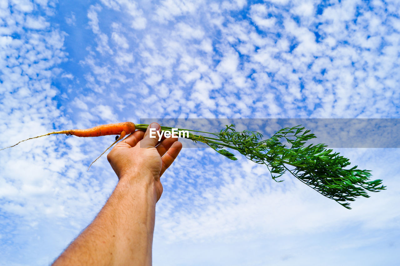 Low angle view of hand holding carrot against cloudy sky