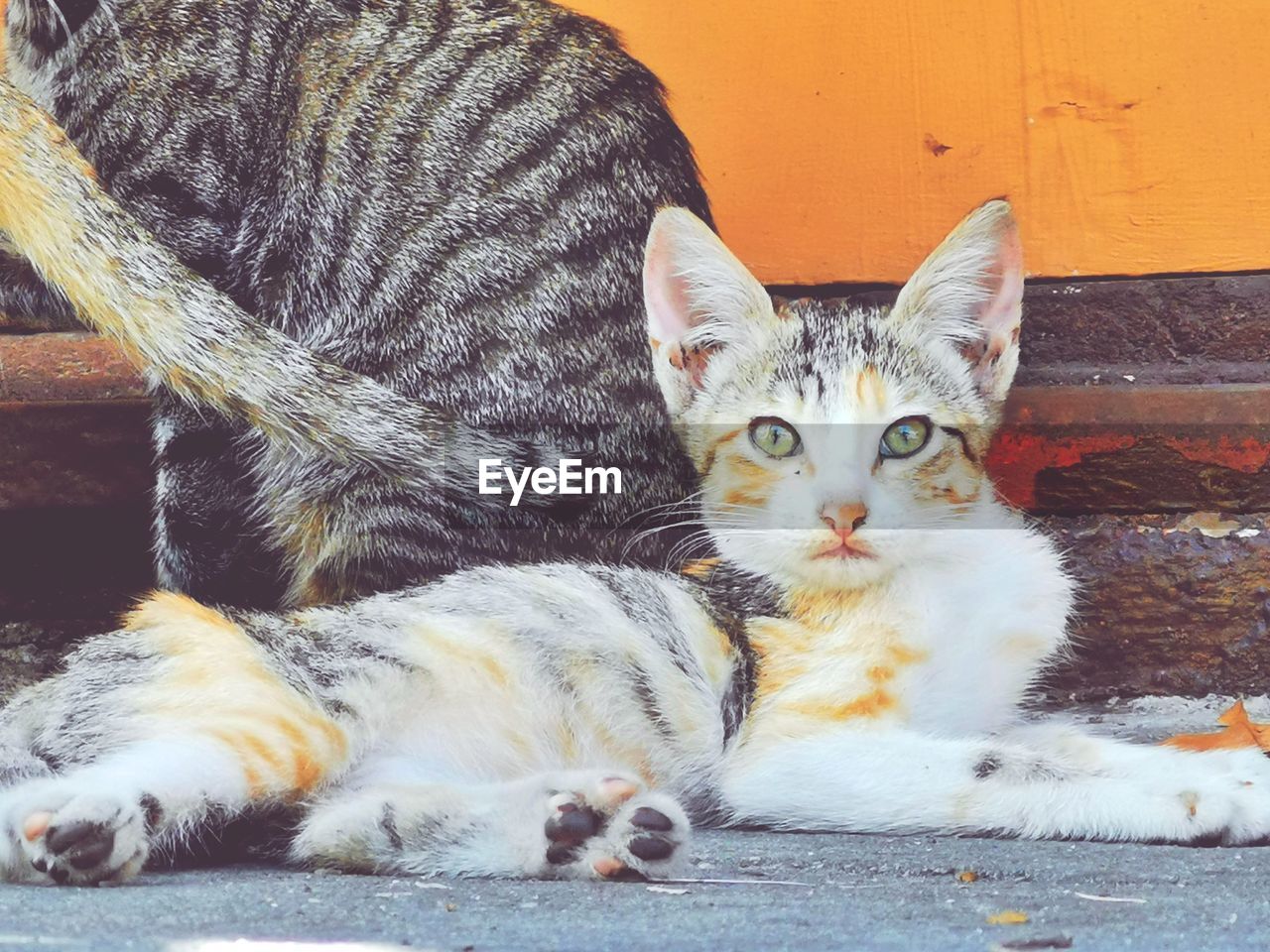 PORTRAIT OF CAT RELAXING BY OUTDOORS