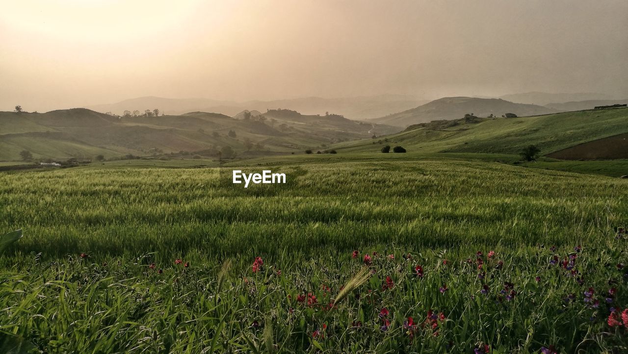 Field against sky during sunset