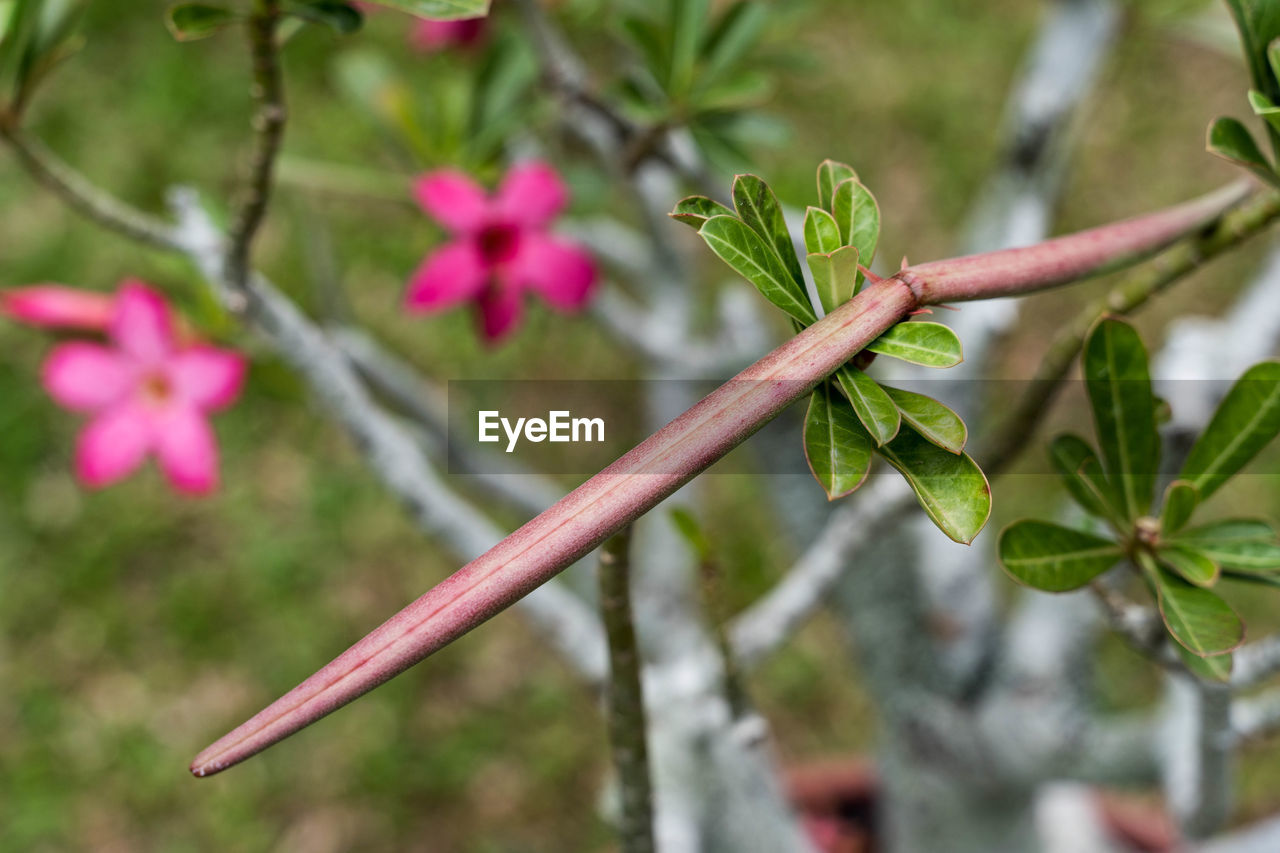 CLOSE-UP OF FLOWERING PLANTS