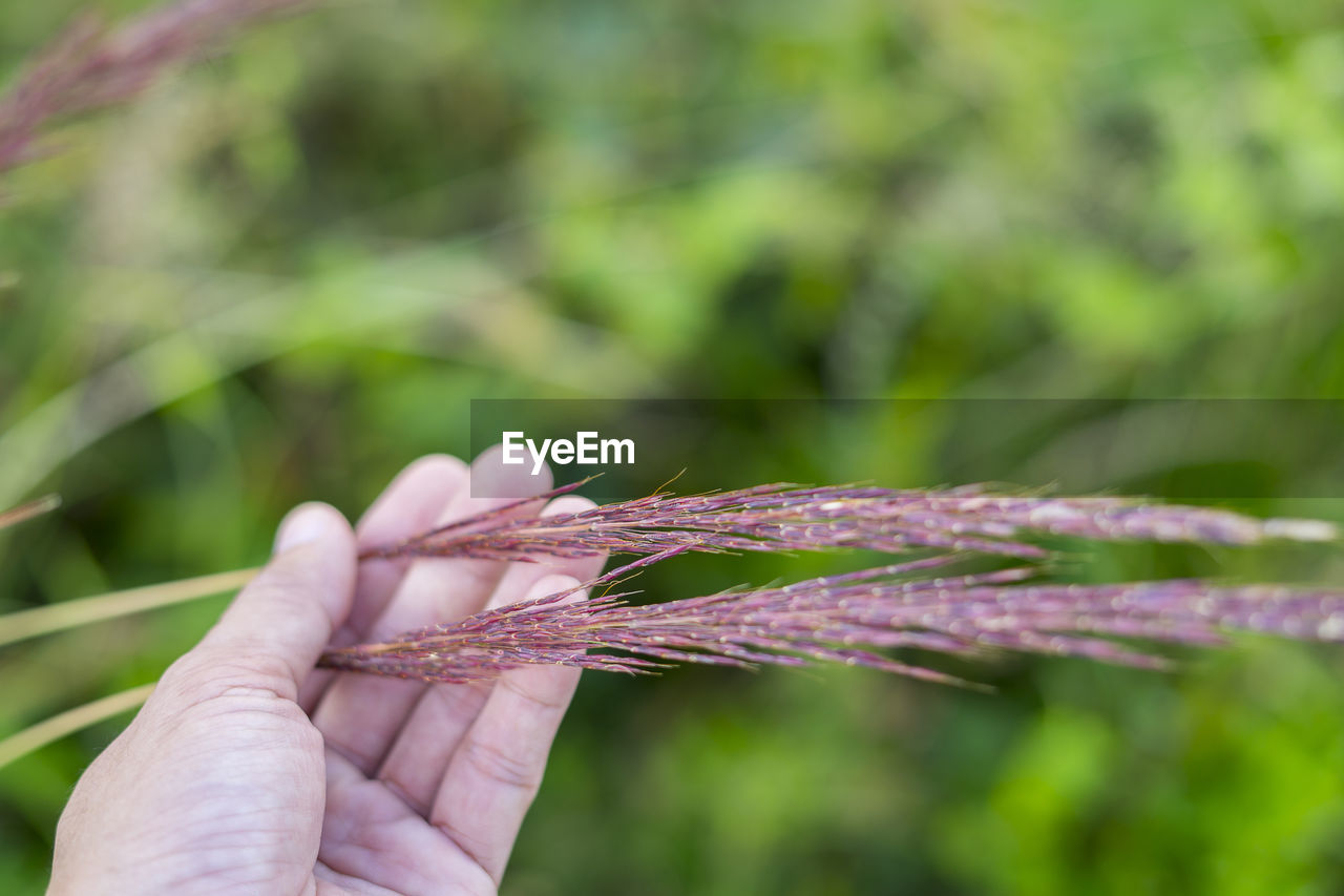 CLOSE-UP OF HAND HOLDING LEAF