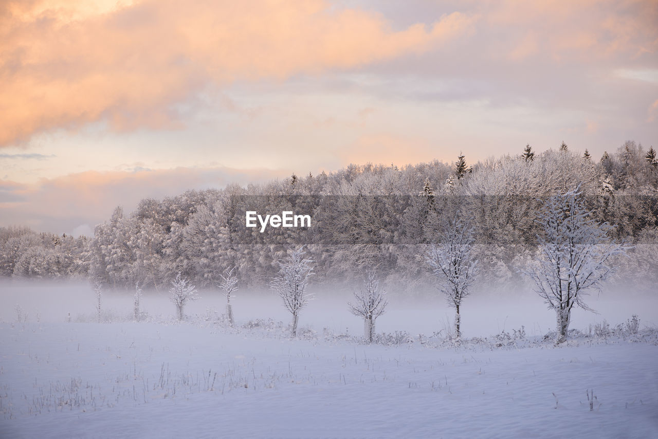 Trees covered in frost, beautiful snowy winter landscape, soft pastel colors