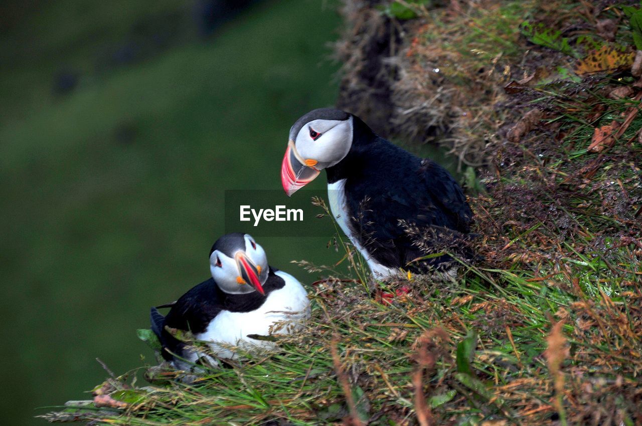 Close-up of puffin