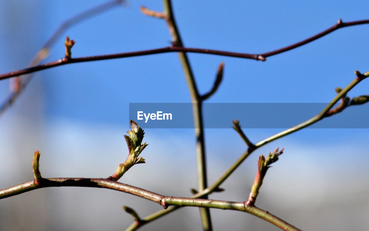 Low angle view of flowering plant against clear sky