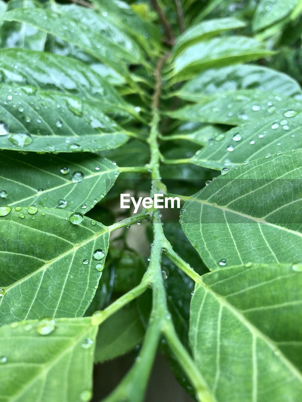 leaf, plant part, green, plant, growth, drop, close-up, nature, leaf vein, wet, beauty in nature, no people, water, freshness, tree, flower, full frame, backgrounds, day, dew, outdoors, food and drink, rain, pattern, selective focus, food, environment, produce, botany