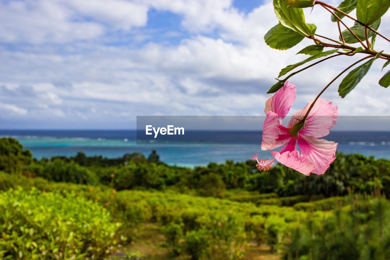 Pink flowering plants by sea against sky