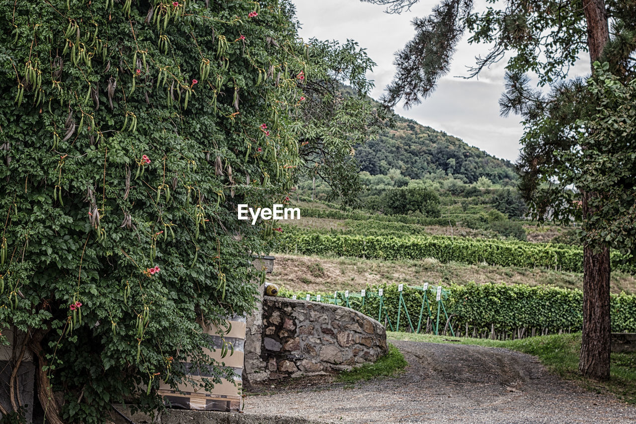 IVY ON TREE