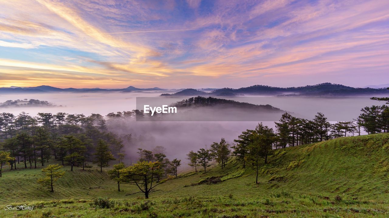 SCENIC VIEW OF TREES AGAINST SKY DURING SUNSET