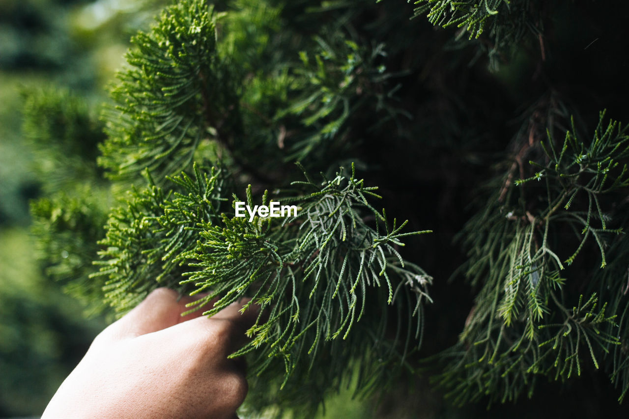 Close-up of hand holding pine tree branch