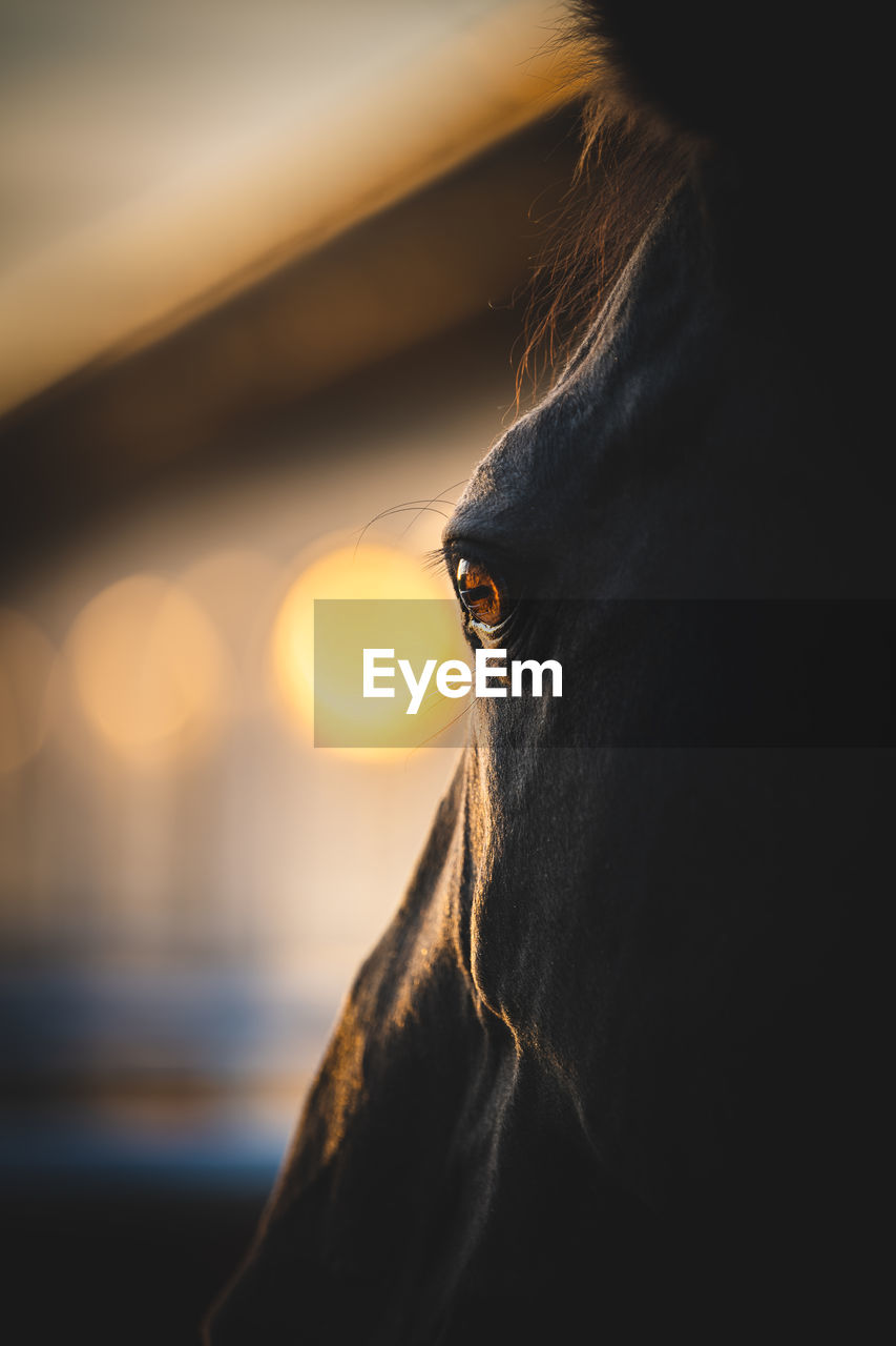Close-up portrait of horse eye/head. warm colors around sunset.